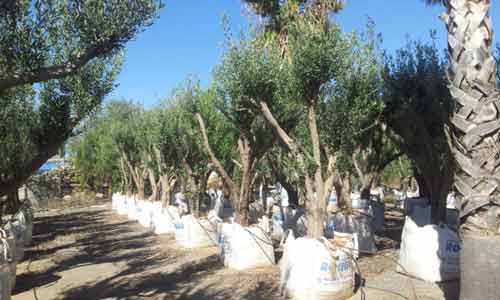 plantas de jardin oliveras ensacadas